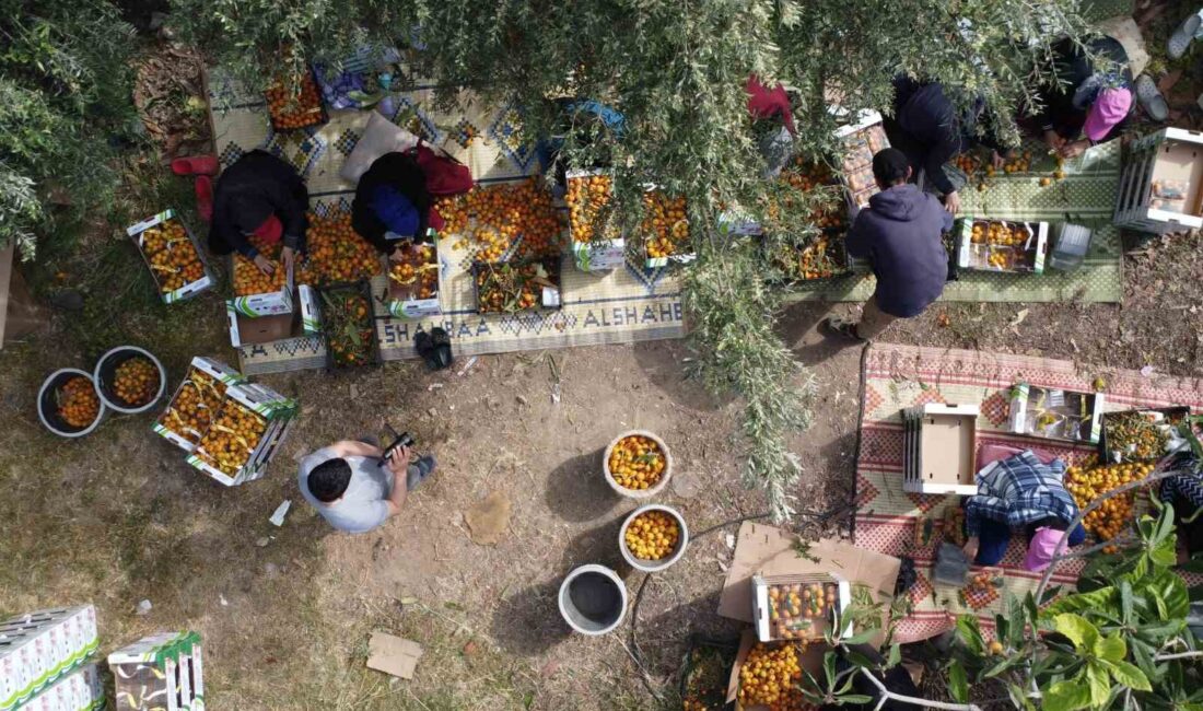 Mersin'de yenidünya hasadı başladı. Zirai donun zararları ve güncel durum