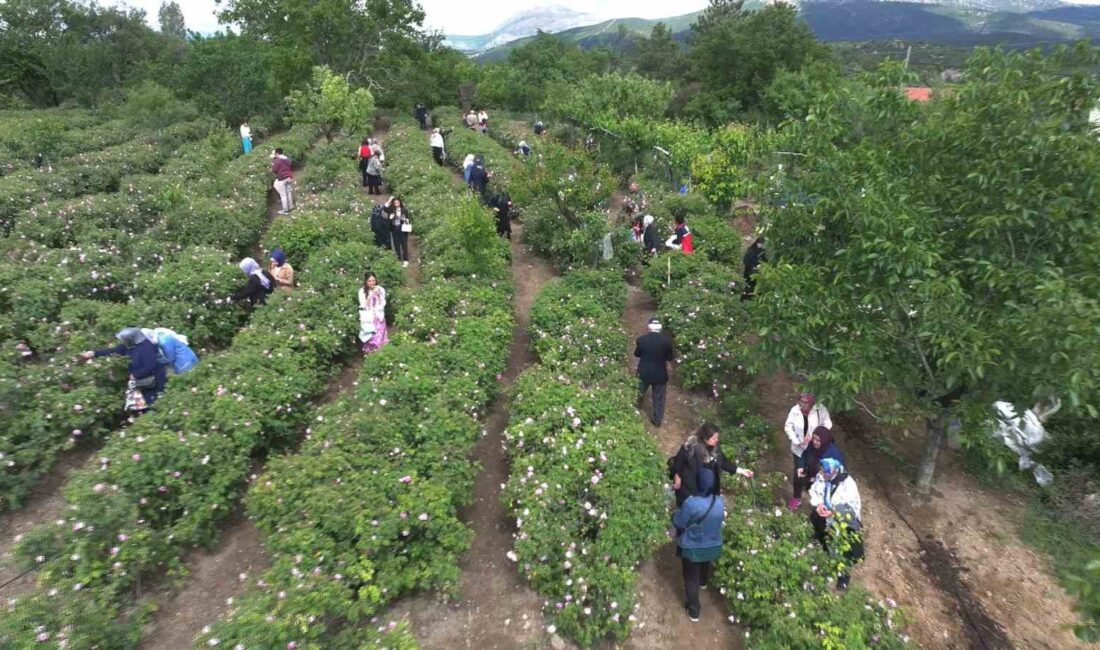 Uluslararası Isparta Gül Festivali’nin ikinci gününde Güneykent beldesinde gül hasadı