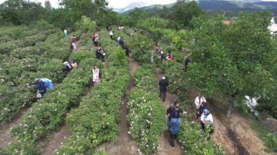 Uluslararası Isparta Gül Festivali’nin ikinci gününde Güneykent beldesinde gül hasadı