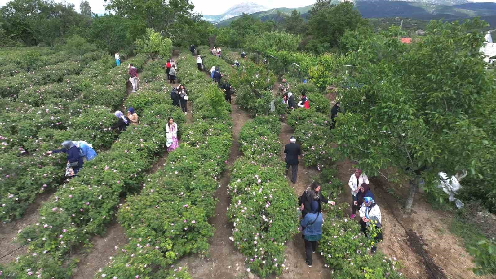 Manisa'da 485. Uluslararası Mesir Macunu Festivali Coşkuyla Başladı 1 ispartada gul hasadi festival coskusunu doruklara tasidi mUOhuZWg
