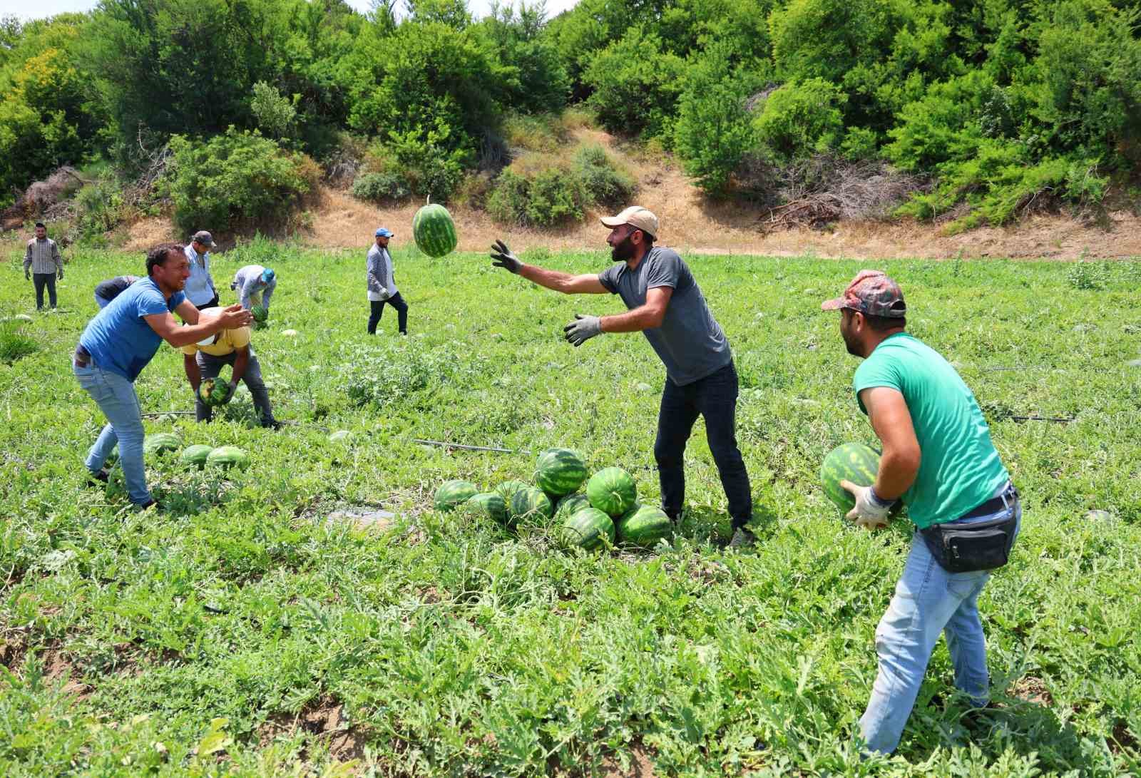 Türkiye’nin karpuz ihtiyacının yüzde 25’ini tek başına karşılayan Adana’da coğrafi