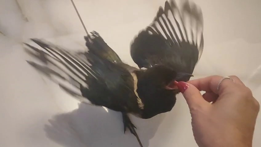 Yavru Saksağan ve Kadının Birlikte Geçirdiği Günler