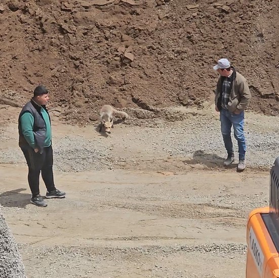 Ahlat'taki Pomza Madeni İşçilerinin Sıra Dışı Misafiri: Sevimli Tilki