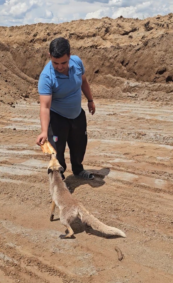 Ahlat'taki Pomza Madeni İşçilerinin Sıra Dışı Misafiri: Sevimli Tilki