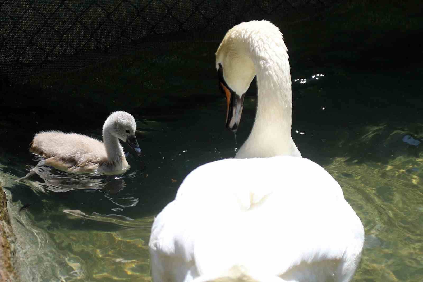 Kuğulu Park ve Kuğuların Önemi