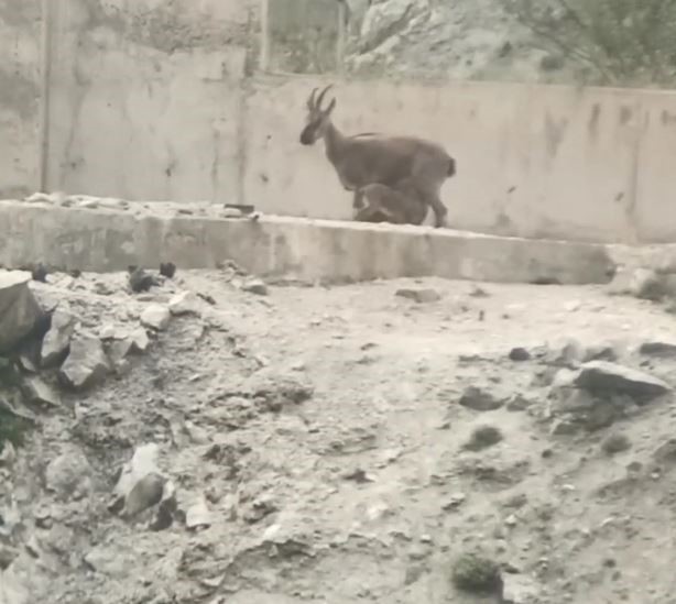 Dağ Keçileri ve Yeniden Görülmeye Başlaması
