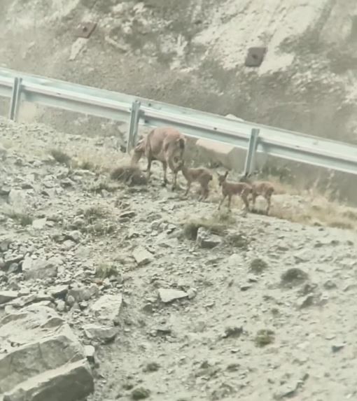 Yavrularıyla Birlikte Yol Ortasında Emziren Anne Keçi