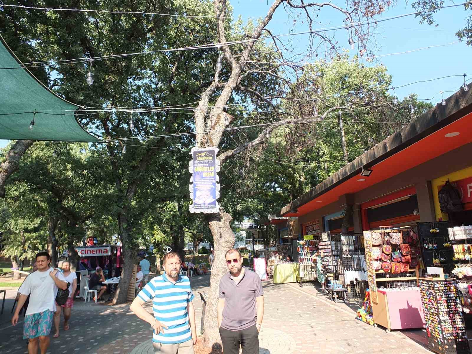 Burhaniye’de Kuruyan Ağaçlar Vatandaşları Endişelendiriyor