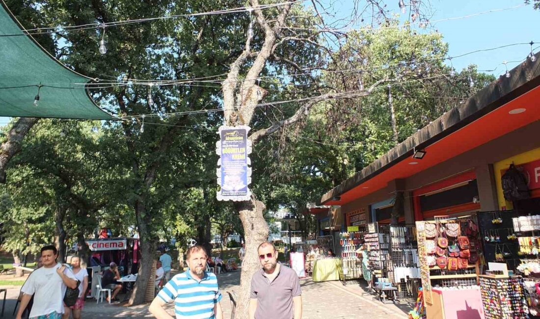Balıkesir'in Burhaniye ilçesinde kuruyan ağaçlar, doğa ve insanlar için tehlike