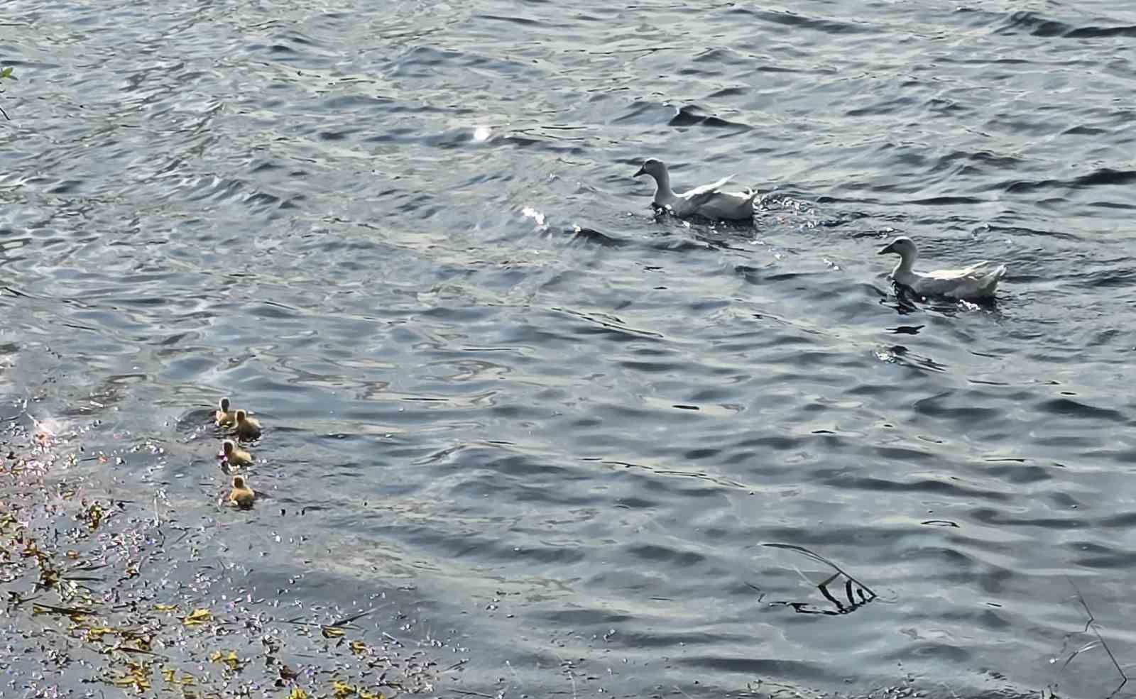 Bilecik'te Gölpark’ta Yavruları ile Görüntülenen Pekin Ördekleri Ziyaretçilerin İlgi Odağı Oldu