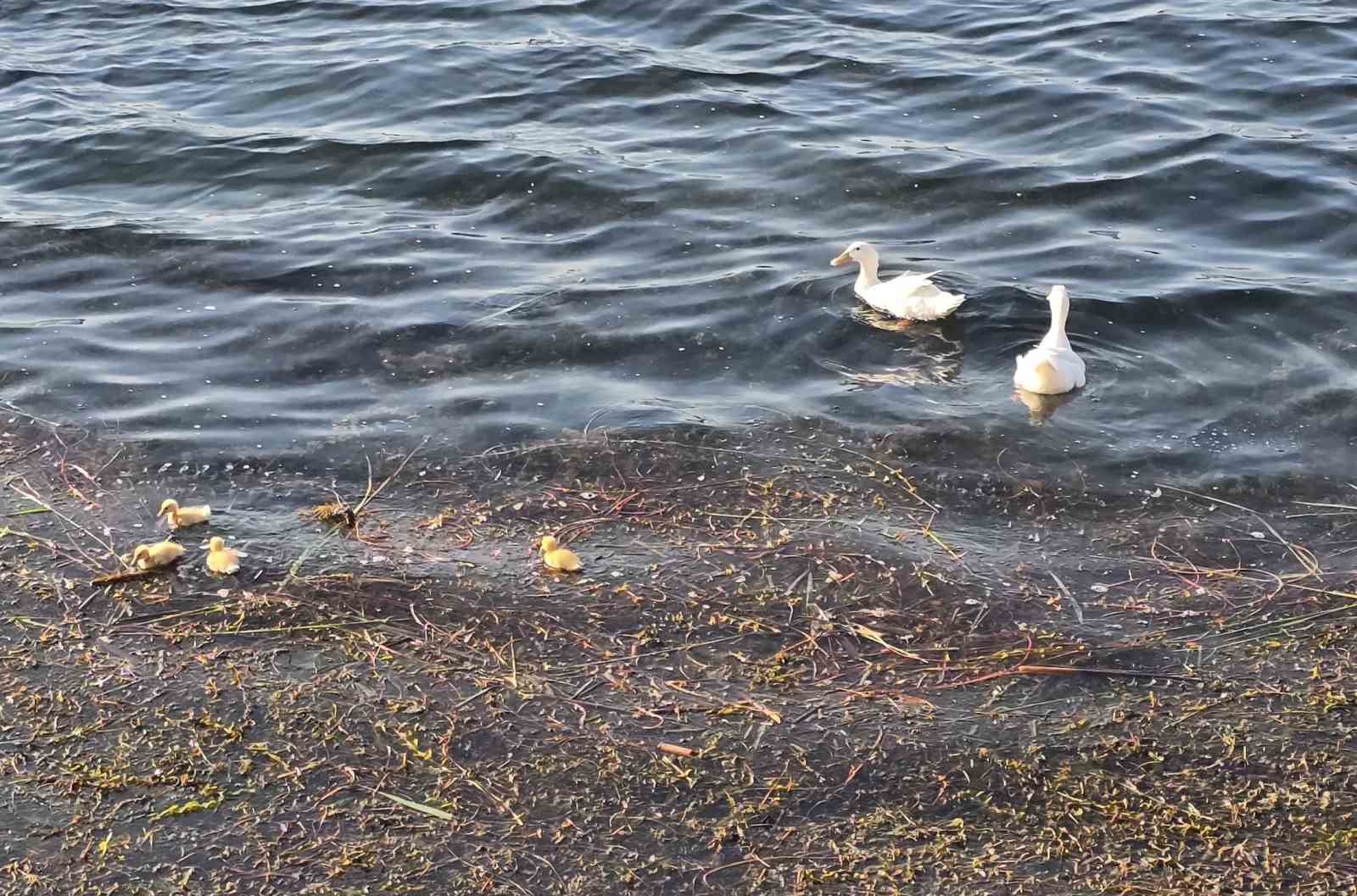 Bilecik'te Gölpark’ta Yavruları ile Görüntülenen Pekin Ördekleri Ziyaretçilerin İlgi Odağı Oldu