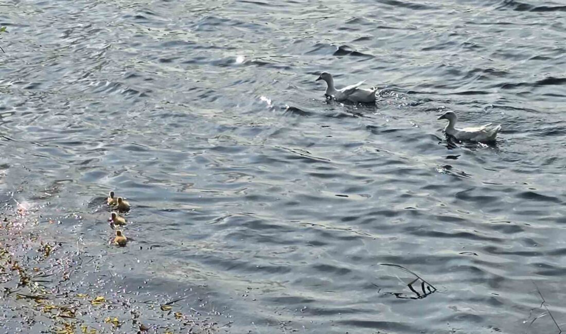 Bilecik'teki Gölpark'ta ilk kez yavrularıyla görülen Pekin ördekleri ziyaretçilerin beğenisini