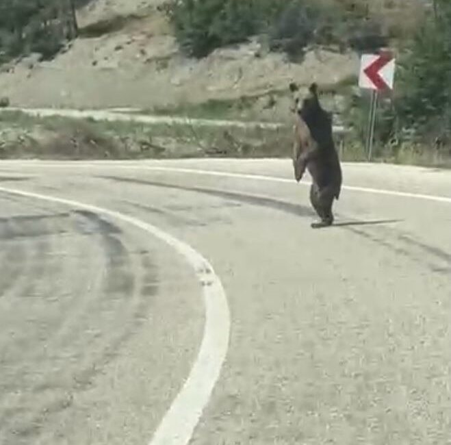 Bolu Göynük'te cep telefonu ile kaydedilen ayı görüntülerini keşfedin. Doğanın