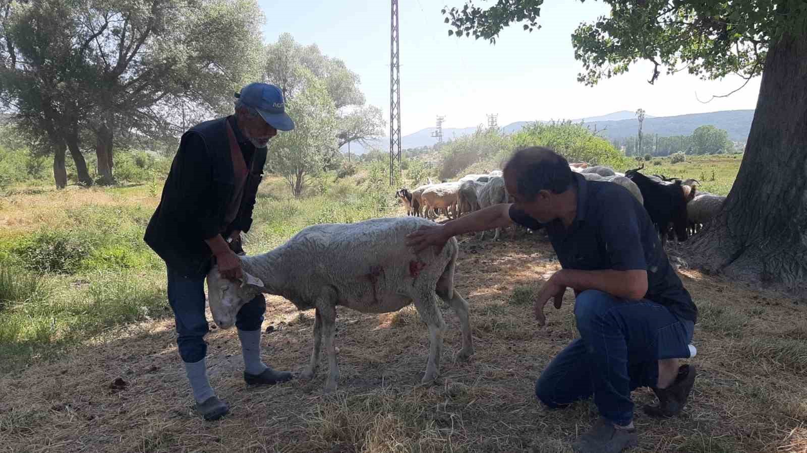 Bolu’da Başıboş Köpekler Koyunlara Saldırdı
