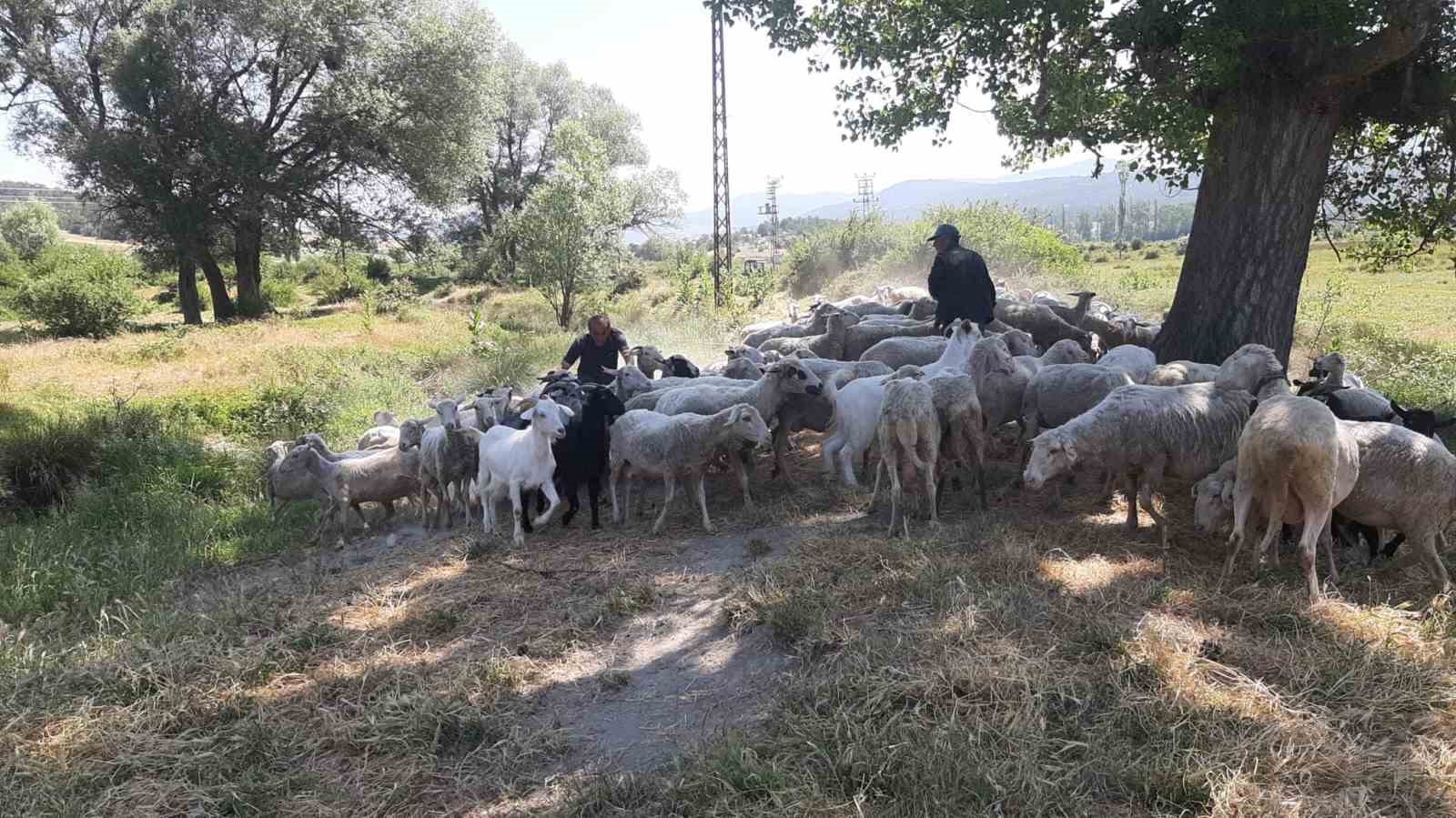 Sokak Köpeklerinin Sorunu Artıyor