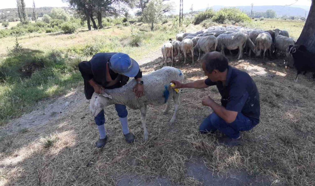Bolu’da başıboş köpeklerin koyun sürüsüne saldırısı hakkında bilgiler ve bu