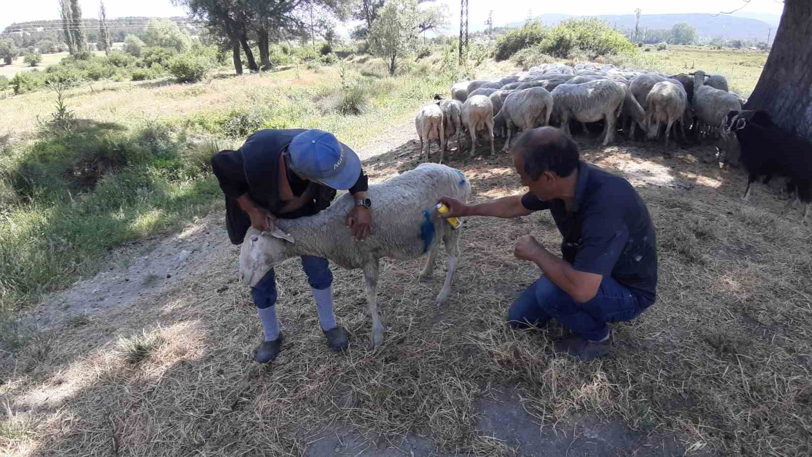 boluda basibos kopeklerin koyun surusune saldirisi ve cozum onerileri C7aZcI2O