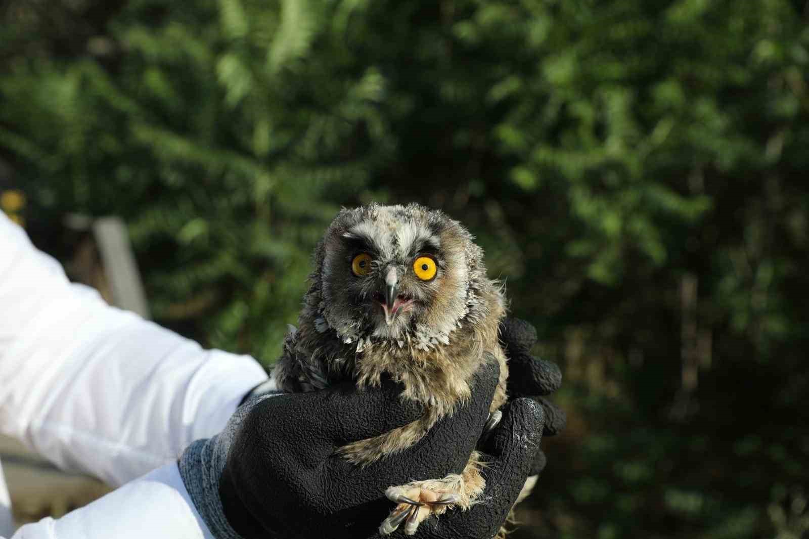 Sağlığına Kavuşan Kuşlar ve Salım Anı