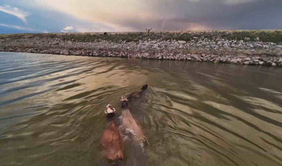 Diyarbakır’da bulunan Devegeçidi Barajı, hayvanların serinleme alanı haline geldi. Büyükbaş