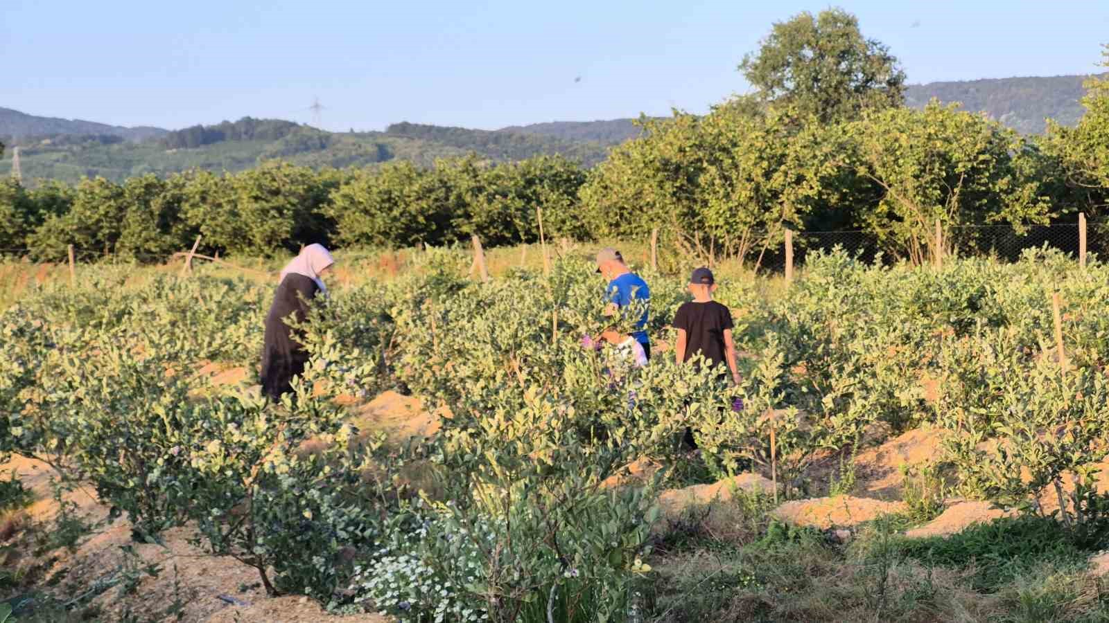 Vatandaşlara Meyve Toplama Deneyimi
