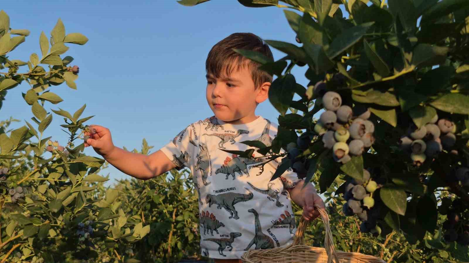 İlk Hasat ve Gelecek Beklentileri