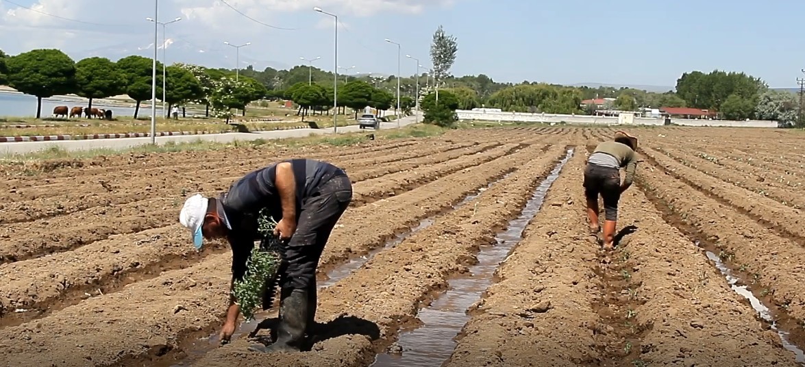 Tarımcıların Talepleri ve Gelecek Planları