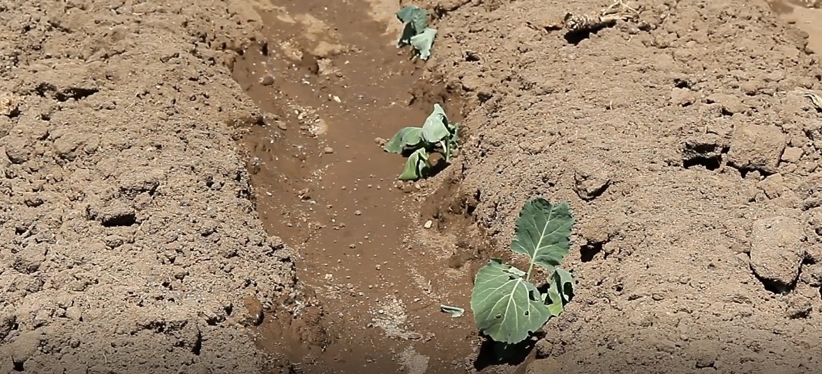 Tarımcıların Talepleri ve Gelecek Planları