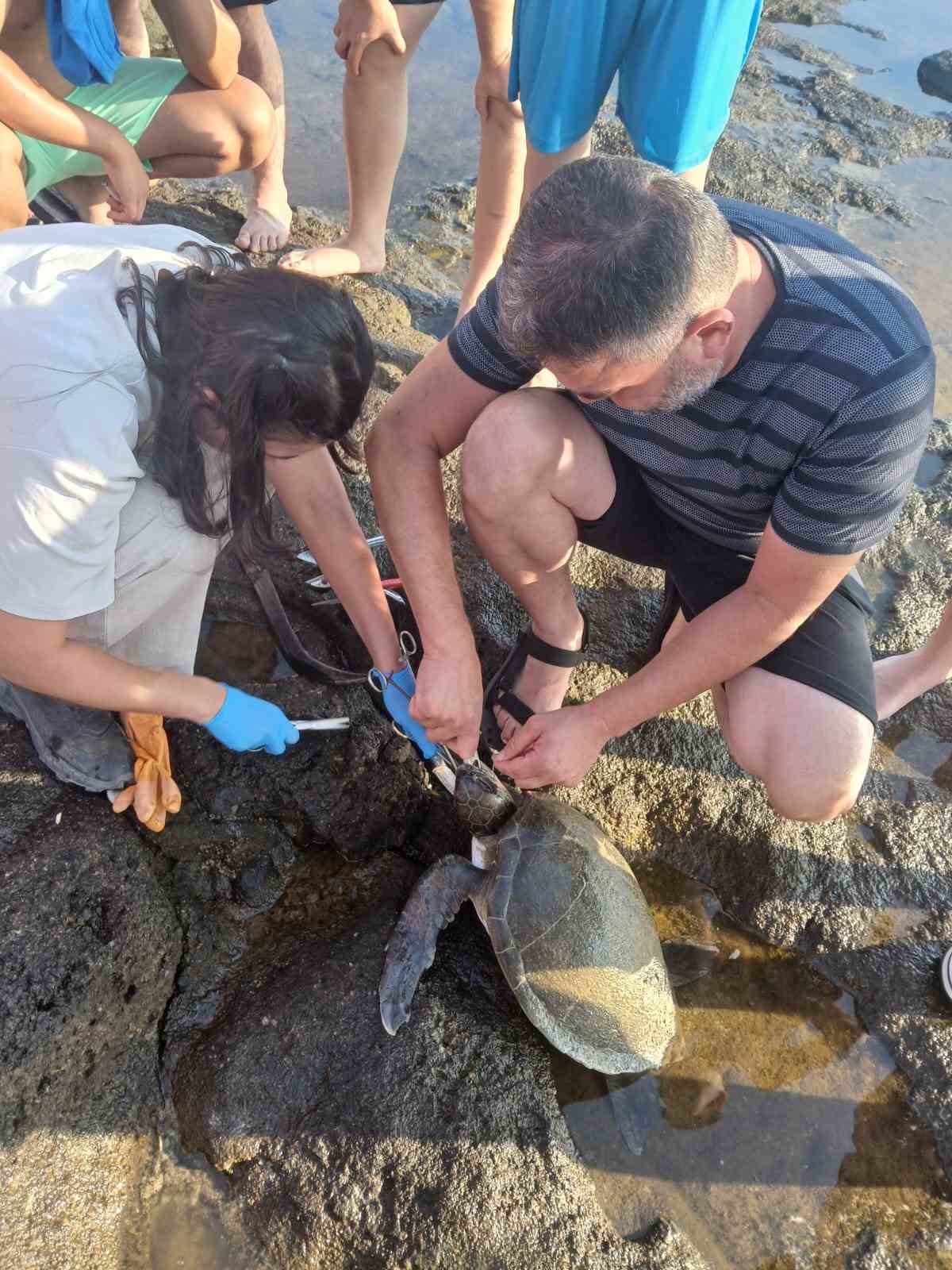 Gazipaşa’da Yaralı Deniz Kaplumbağası Kurtarıldı ve Doğaya Bırakıldı