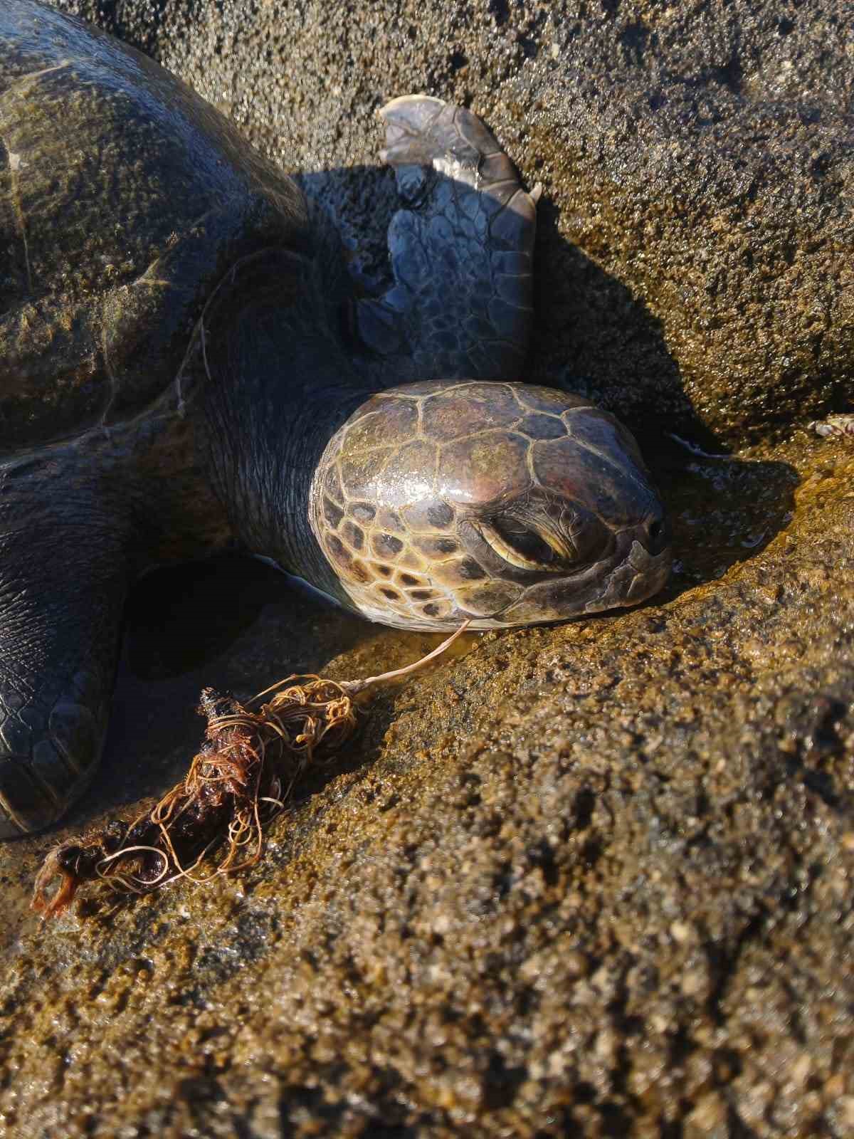 Gazipaşa’da Yaralı Deniz Kaplumbağası Kurtarıldı ve Doğaya Bırakıldı