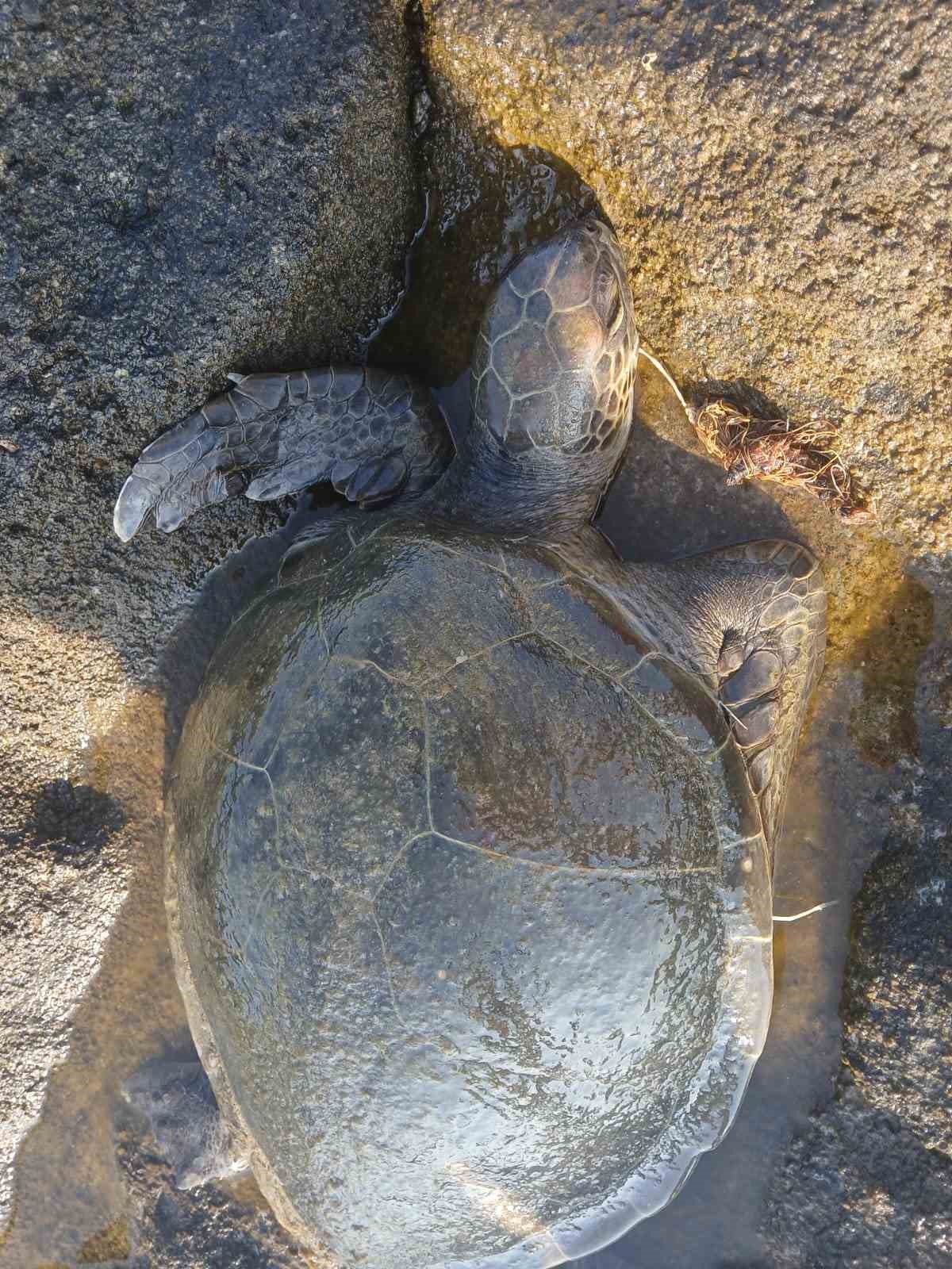 Gazipaşa’da Yaralı Deniz Kaplumbağası Kurtarıldı ve Doğaya Bırakıldı
