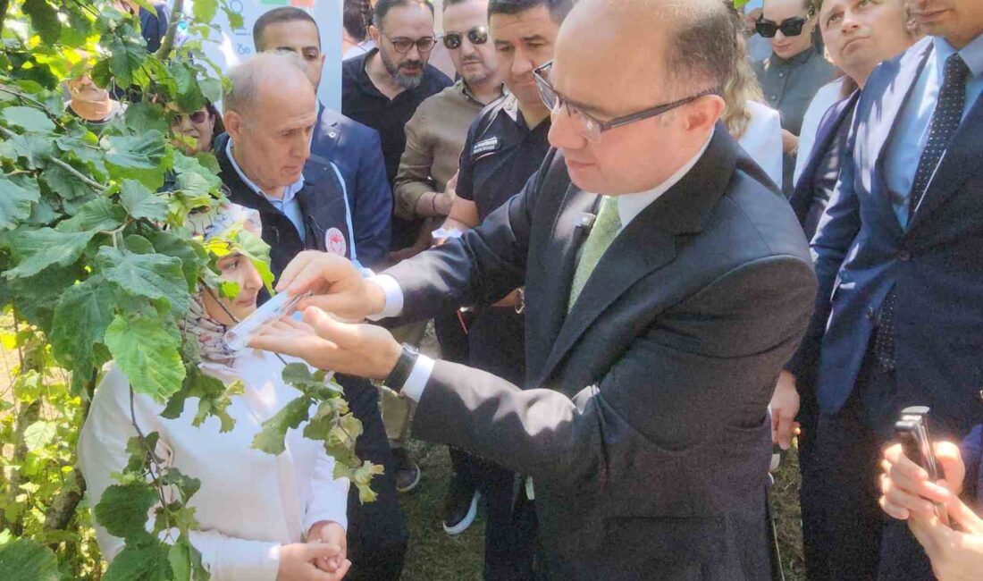 Giresun’da fındık zararlısı kahverengi kokarca ile biyolojik mücadelede samuray arıları