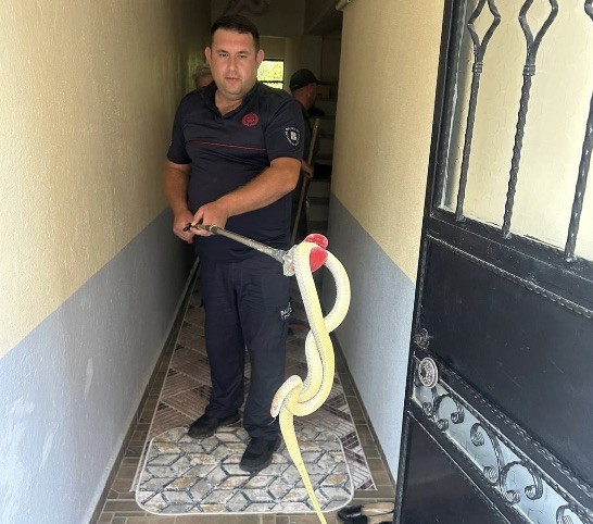 Gönen ilçesinde yılan paniği yaşandı