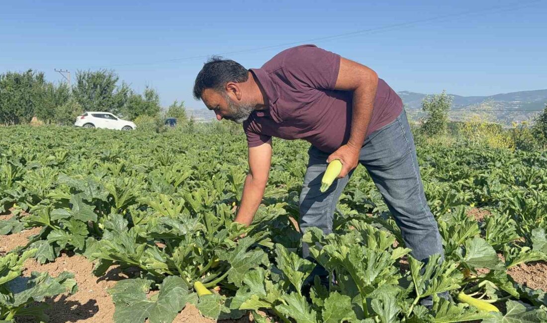Güryıldız Beldesinde çiftçinin ücretsiz ilk sebze hasadıyla takdir kazanan güzel