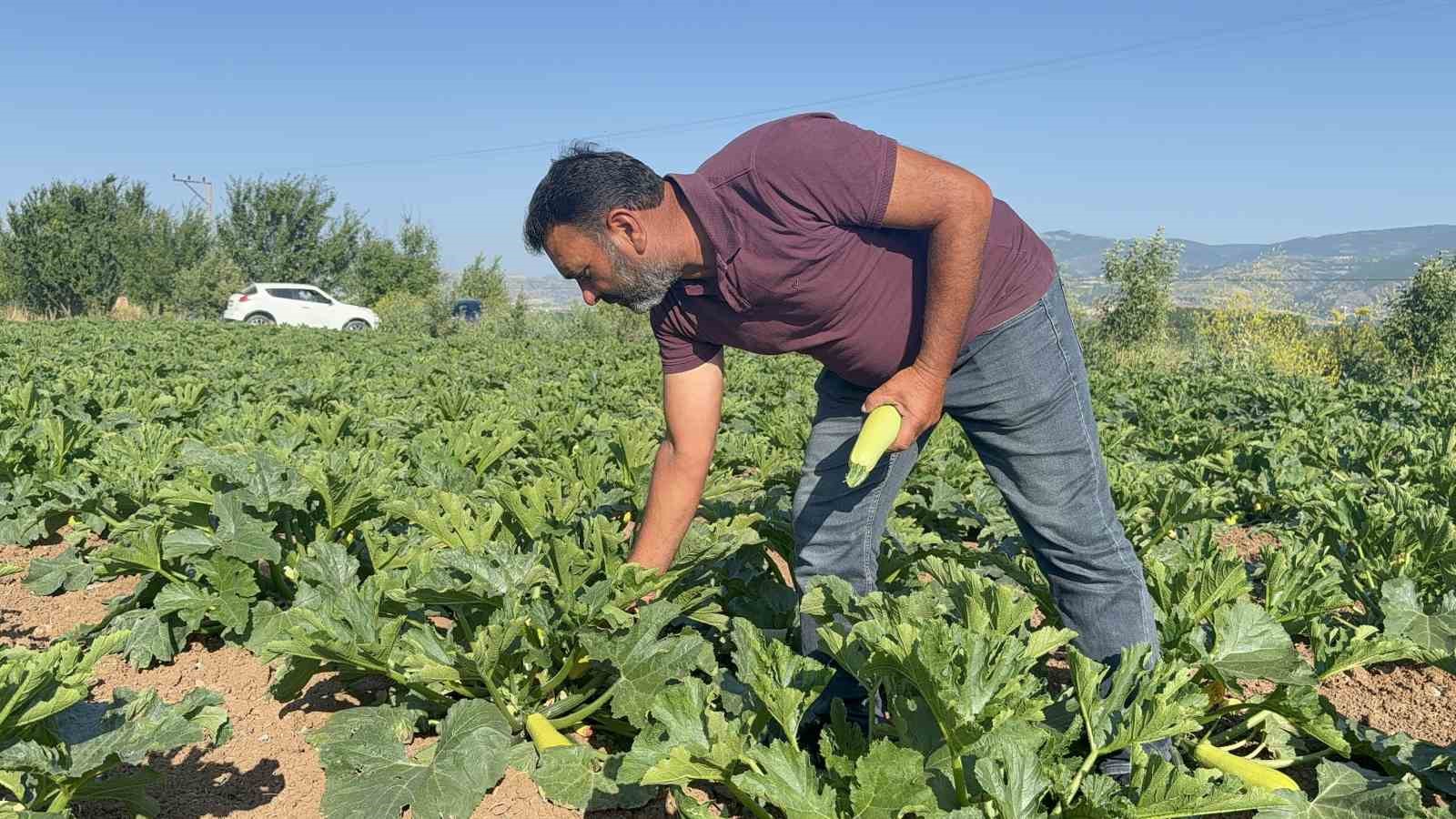 guryildiz beldesinde ciftciden ucretsiz ilk sebze hasadiyla takdir toplayan hareket PbVTynkU