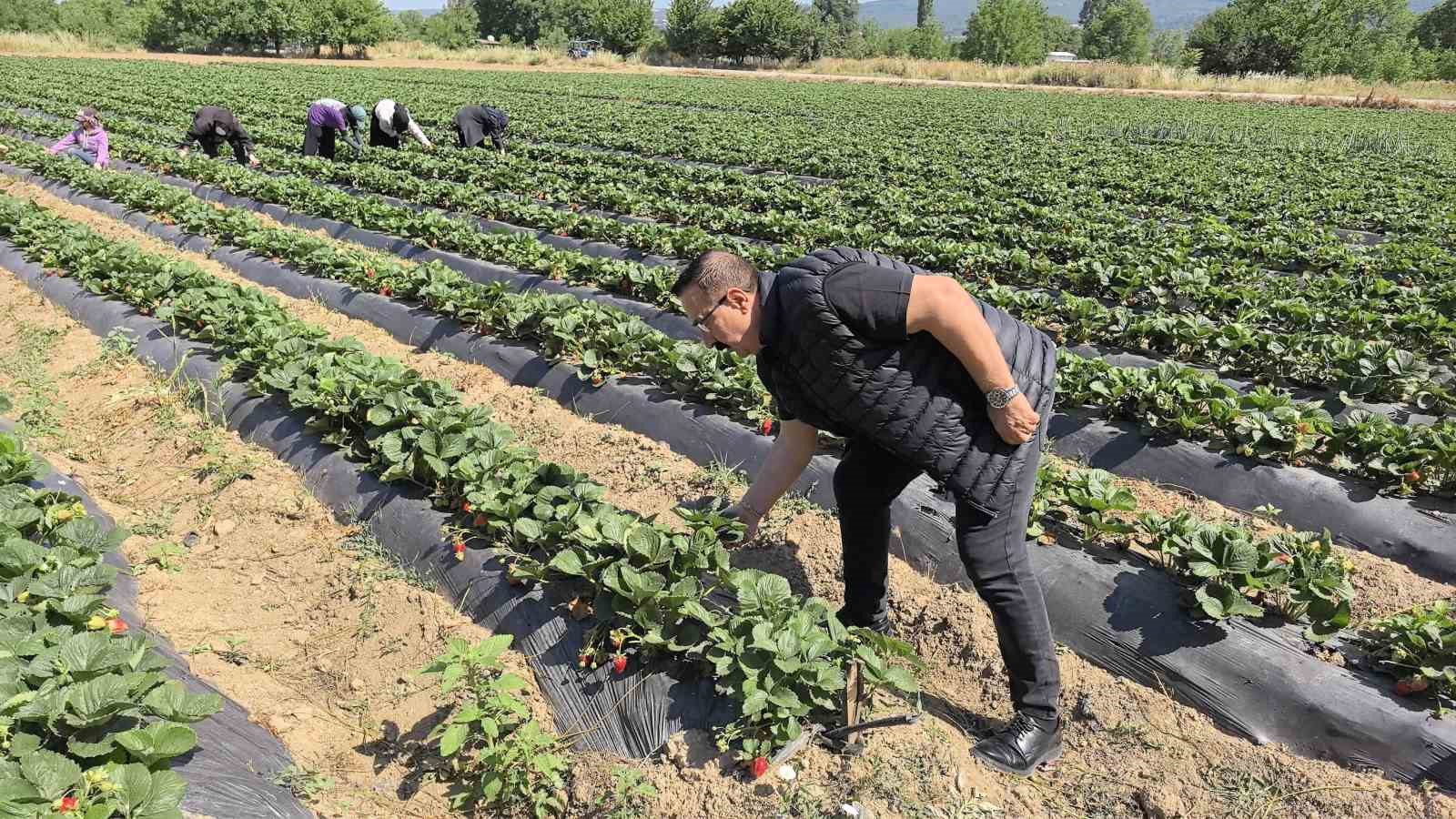 İnegöl’de Kurşunlu Çileğinde İlk Hasat Sevinci