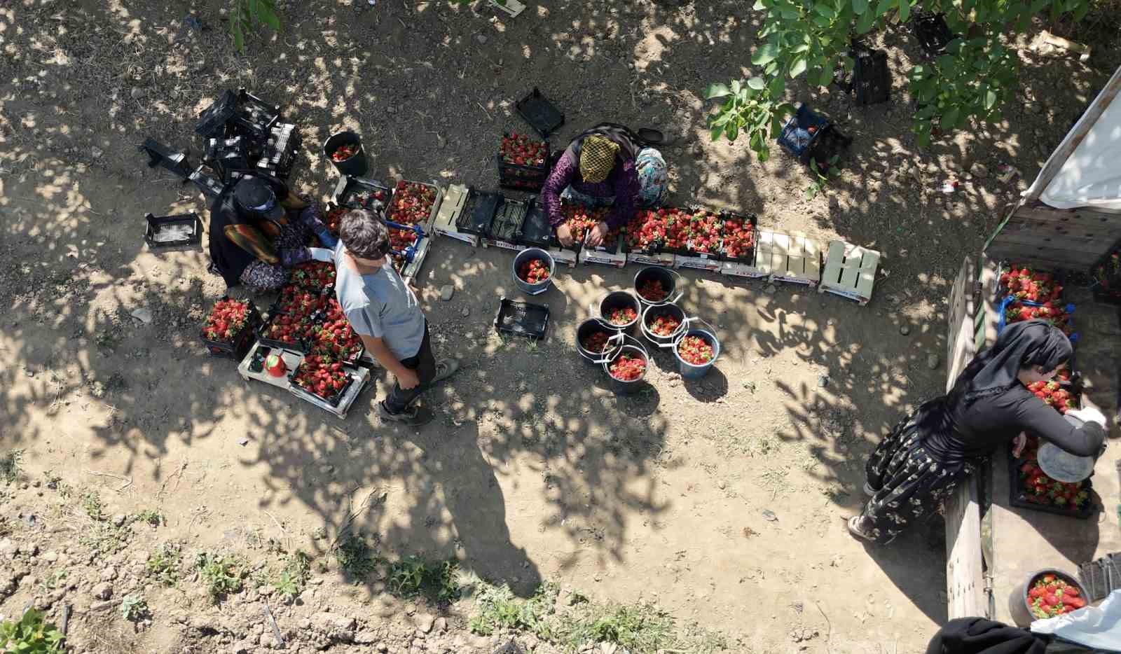 Uzmanlar ve Çiftçilerden Değerlendirme
