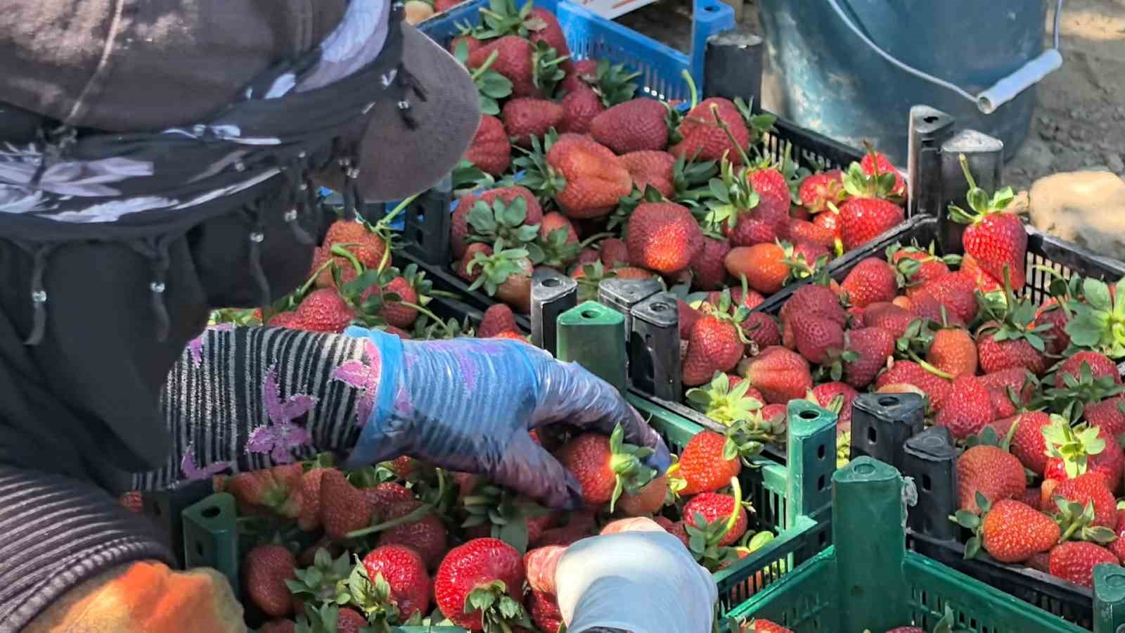 İhracat Faaliyetleri ve Uluslararası Pazarlar