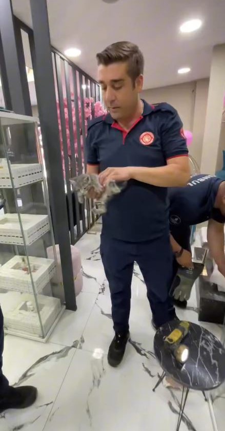 Yavru Kedilerin Durumu ve Çalışmalar