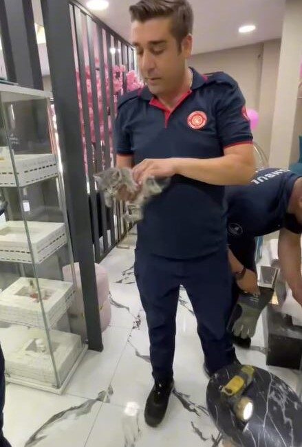 İstanbul Küçükçekmece'de yavru kedilerin kurtarılması ve sahiplendirilmesiyle ilgili yardım ve