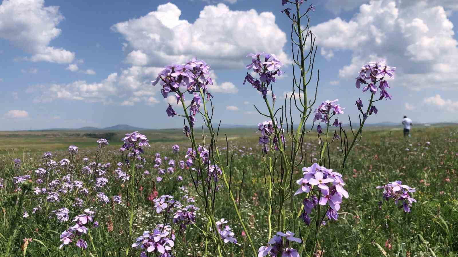 Yaz Aylarının Renkli Manzaraları ve Fotoğraf Tutkunlarının Göz Deseleri