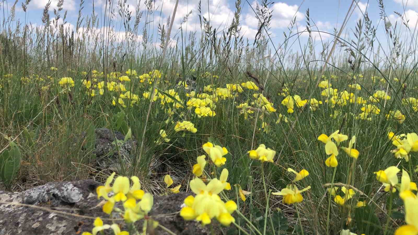 Kars'ta Renk Cümbüşü ve Geleneksel Kafkas Dansı Buluşması