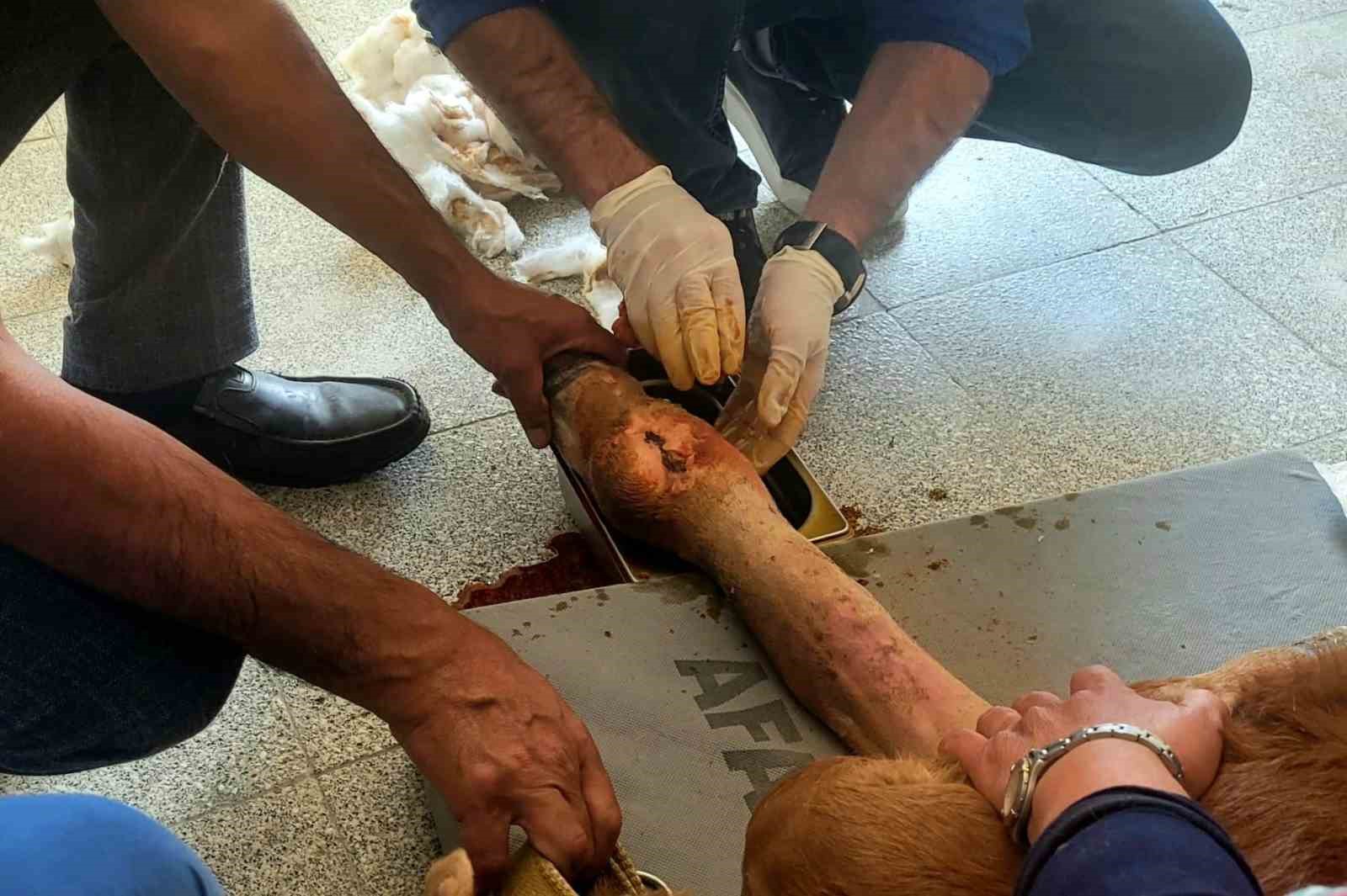 Kastamonu’da doğum sırasında bacağı kırılan yavru buzağı, Kastamonu Üniversitesi Hayvan Hastanesi’nde gerçekleştirilen başarılı ameliyat sayesinde yeniden sağlığına kavuştu