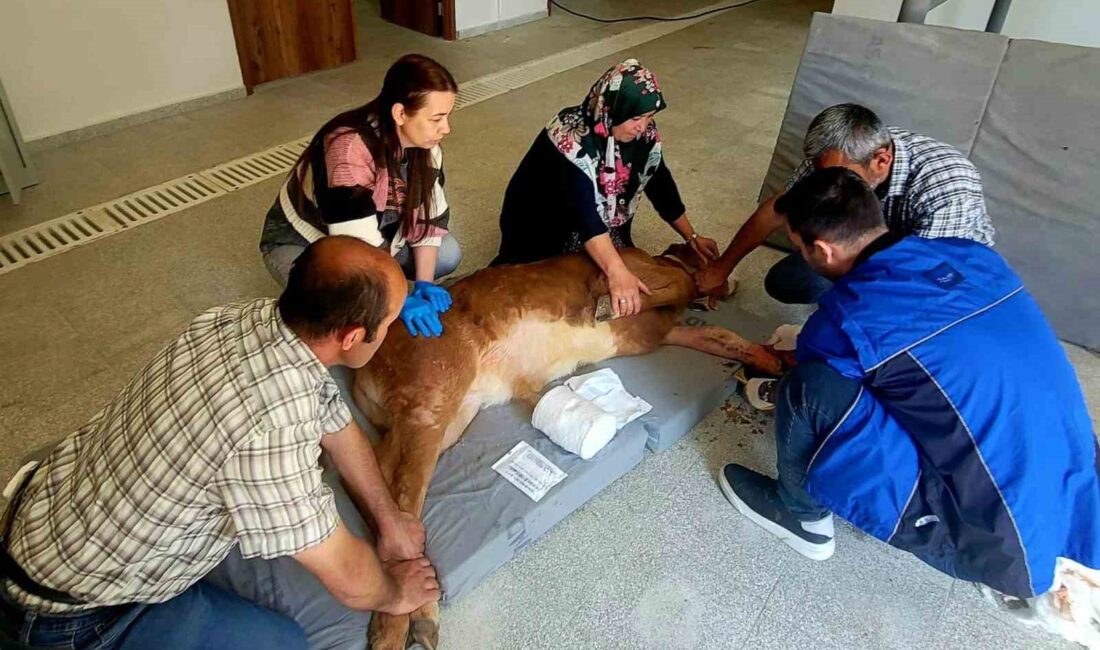 Kastamonu'da doğum sırasında bacağı kırılan buzağı sağlıkla iyileşti ve eski