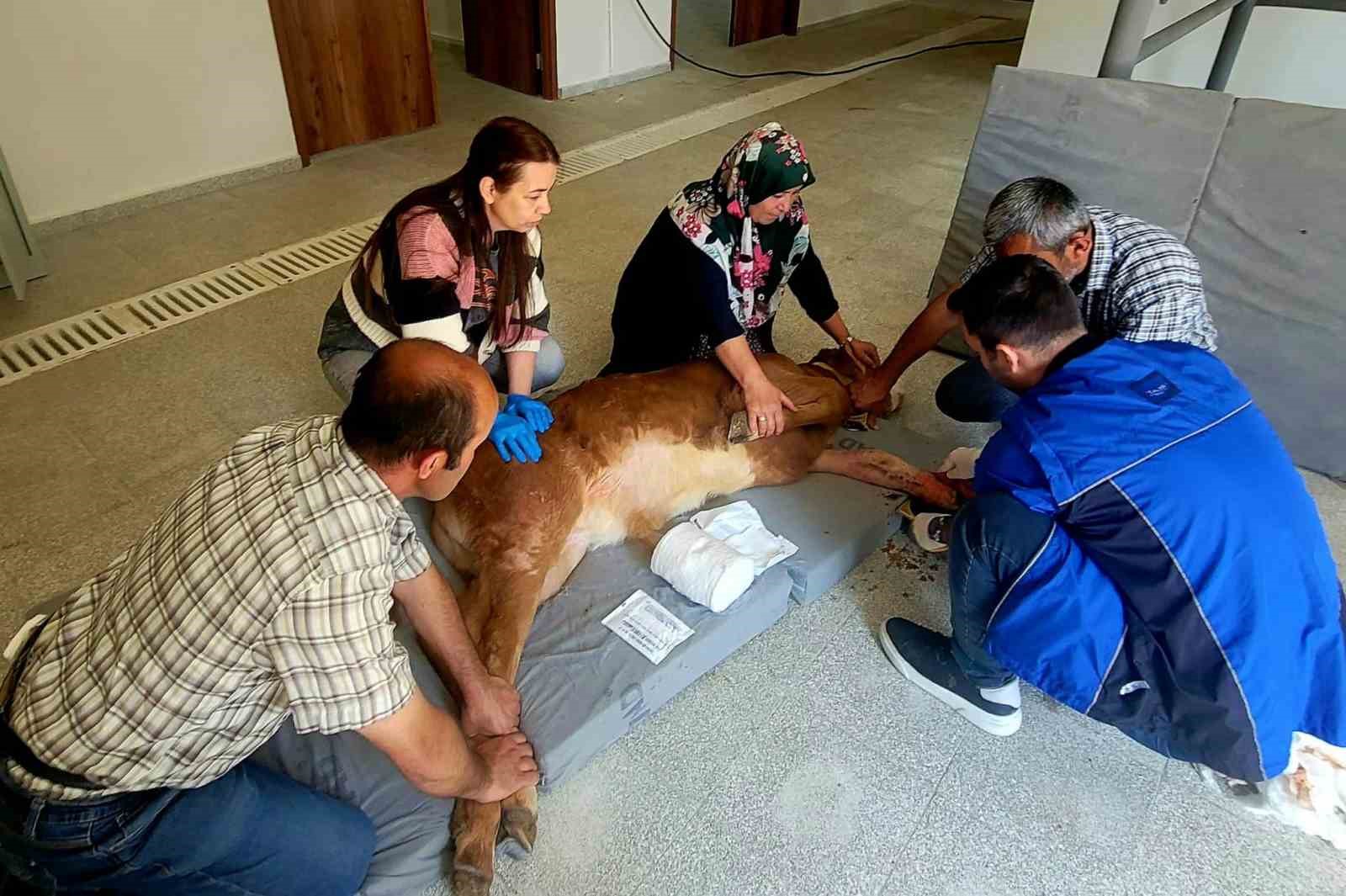 kastamonuda dogum sirasinda bacagi kirilan buzagi sagligina kavustu NaBHk8cU
