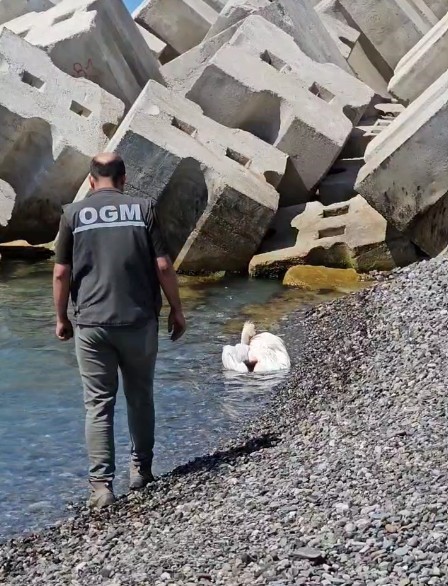 Kastamonu’da Yaralı Pelikan Sahile Vurdu ve Tedavi Altına Alındı