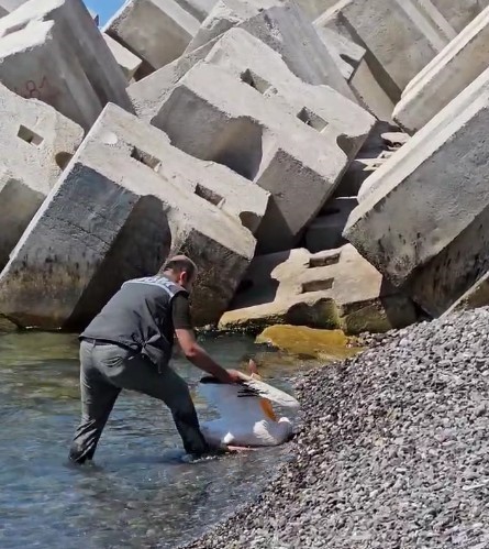 Kastamonu’da Yaralı Pelikan Sahile Vurdu ve Tedavi Altına Alındı