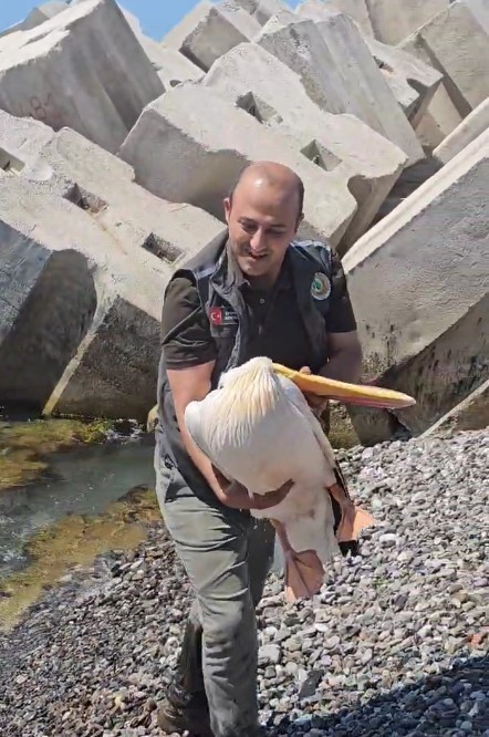 Kastamonu’da Yaralı Pelikan Sahile Vurdu ve Tedavi Altına Alındı