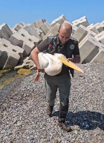 Kastamonu'da Yaralı Pelikan Sahile Vurdu ve Tedavi Altına Alındı