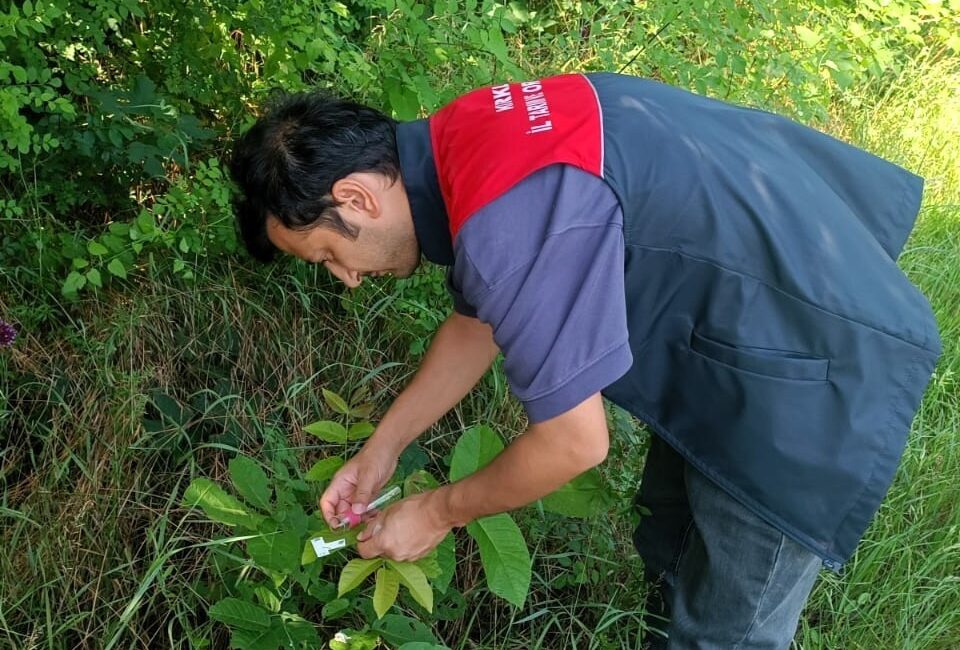 Kırklareli’nde kahverengi kokarca ile doğal yöntemlerle mücadele başarıyla gerçekleştirildi. Çevre