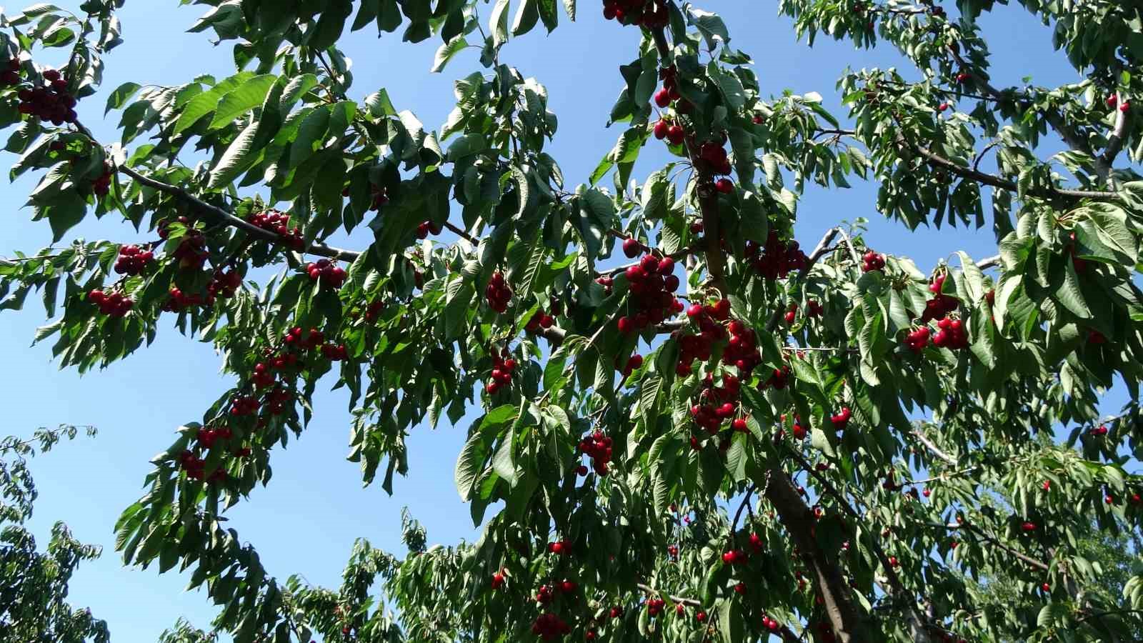 Çanakkale’nin Tarım Potansiyelinin Güçlü Temsilcisi: Lapseki